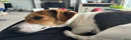 Jack Russell dogs for sale: 2 year old Cindy is looking for her forever home in Preston - Advert 5
