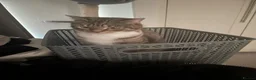 Mixed Breed cats for sale: Laila in Liverpool - Advert 5