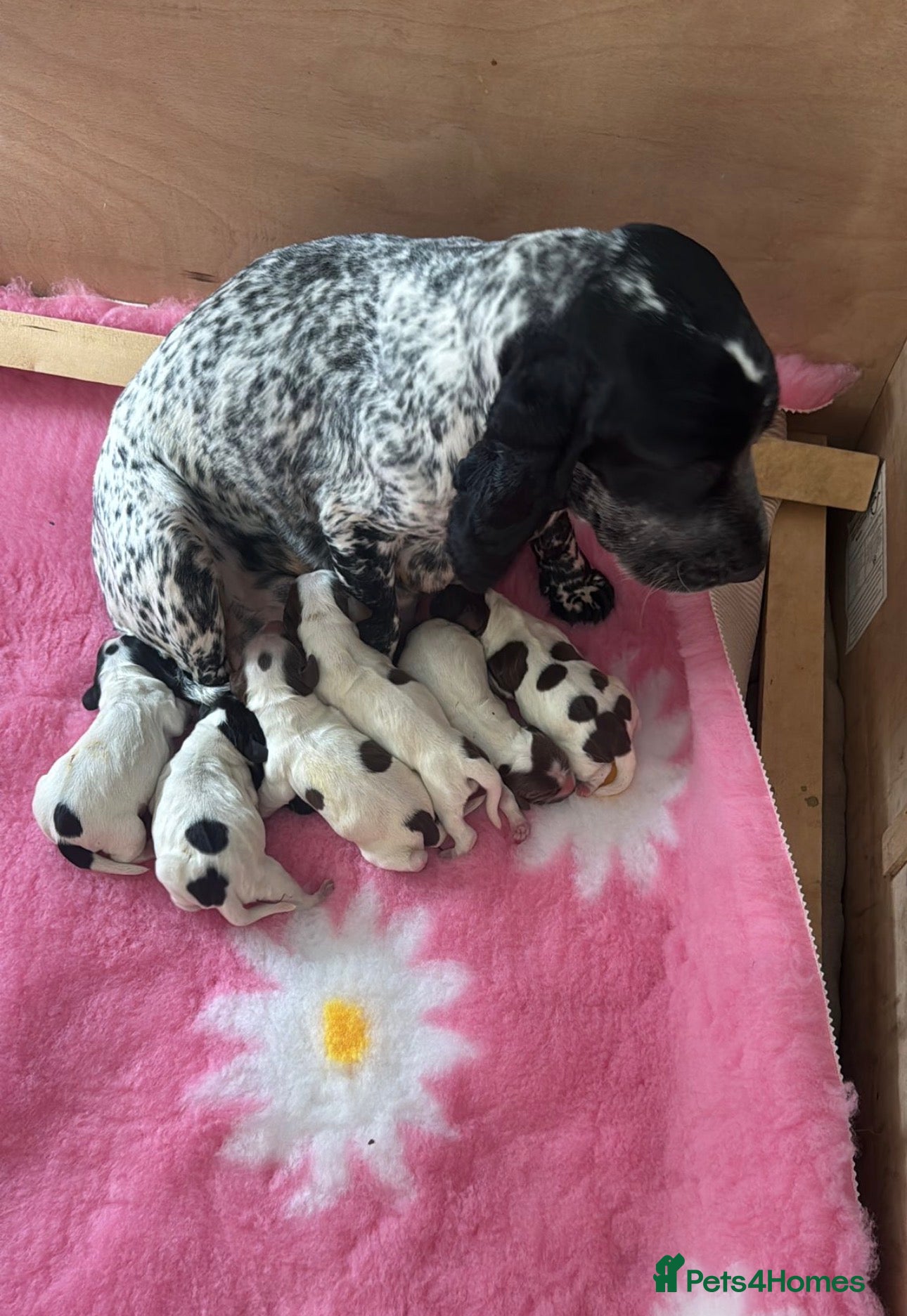 Cocker Spaniel dogs Stunning litter  - Advert 9