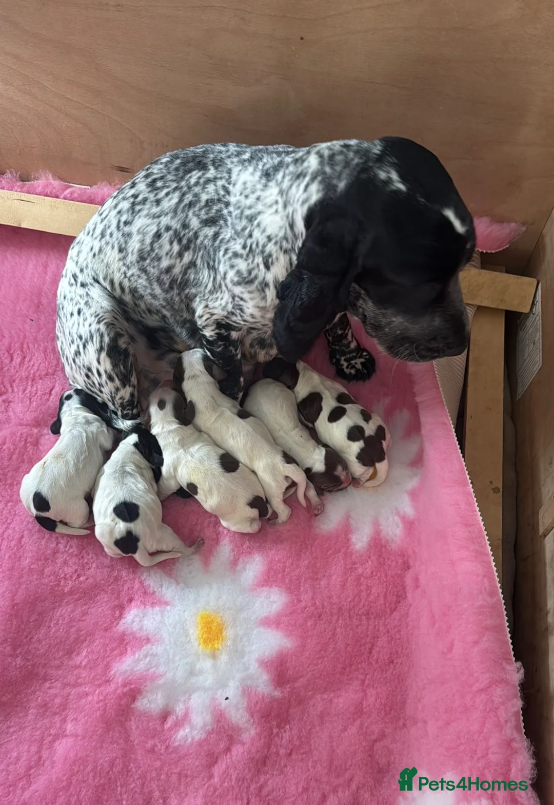 Cocker Spaniel dogs for sale: Stunning litter  in Sevenoaks - Advert 1