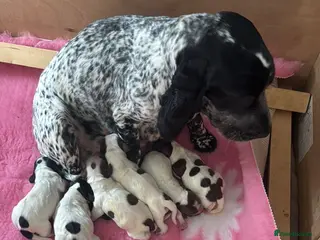 Cocker Spaniel dogs Stunning litter - Advert 9