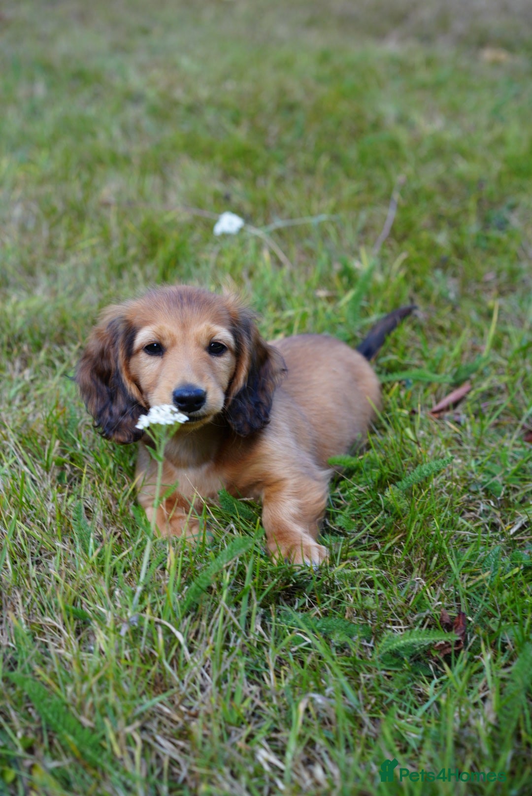 Miniature Dachshund dogs Ready to leave this weekend IVVD screened parents - Advert 1