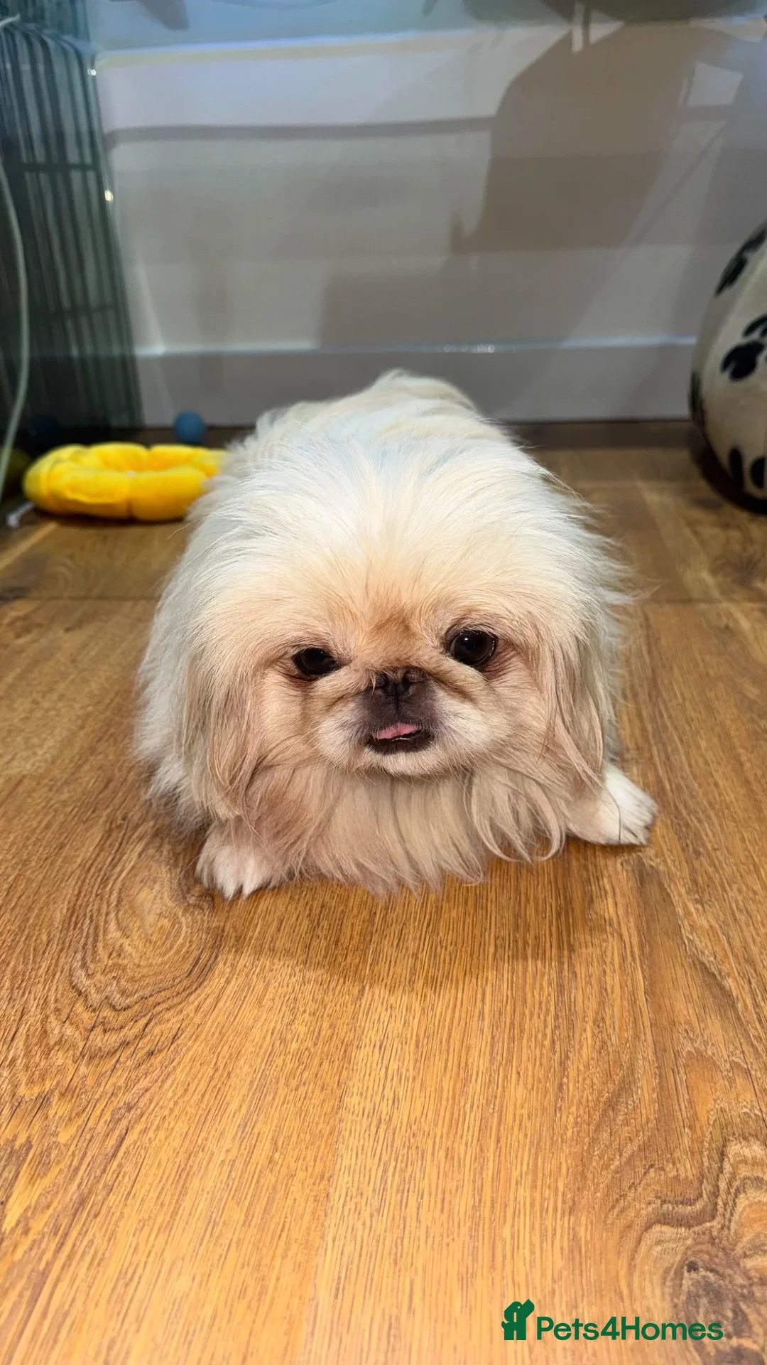 Pekingese dogs for sale: Luxury Pekingese puppies - Advert 2