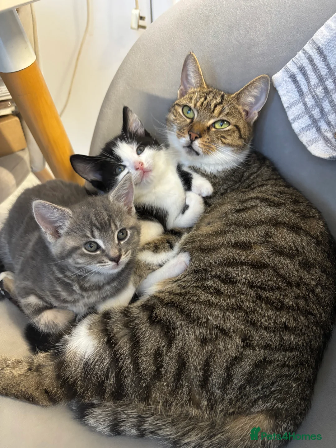 Mixed Breed cats for sale: Loving kittens looking for their forever homes 🐾 - Advert 8