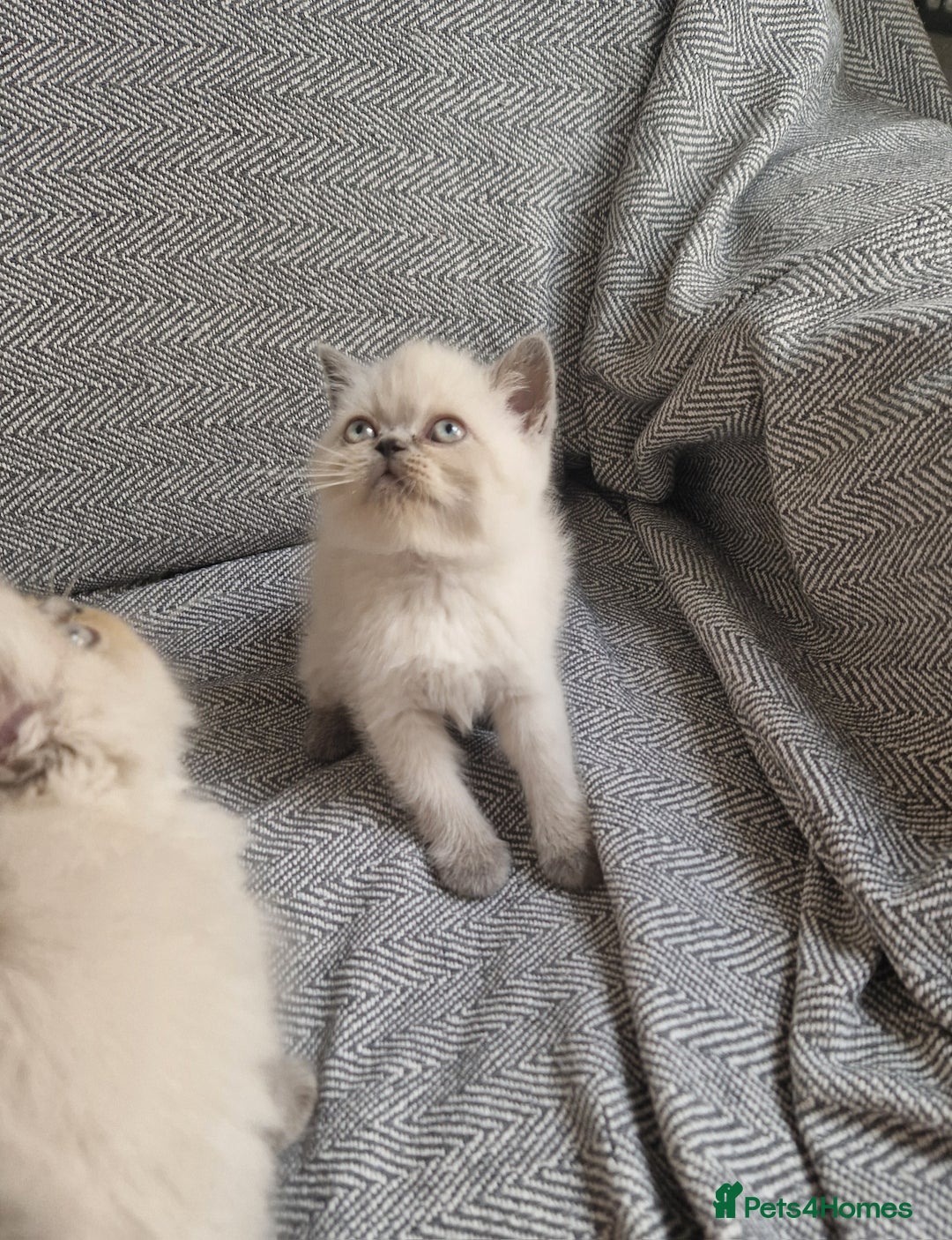 Exotic cats for sale: Colourpoint Exotic Short/Longhairs - Image 10