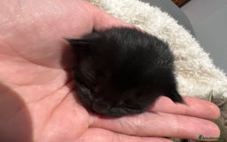 Mixed Breed cats for sale: Beautiful kittens for sale  - Image 8