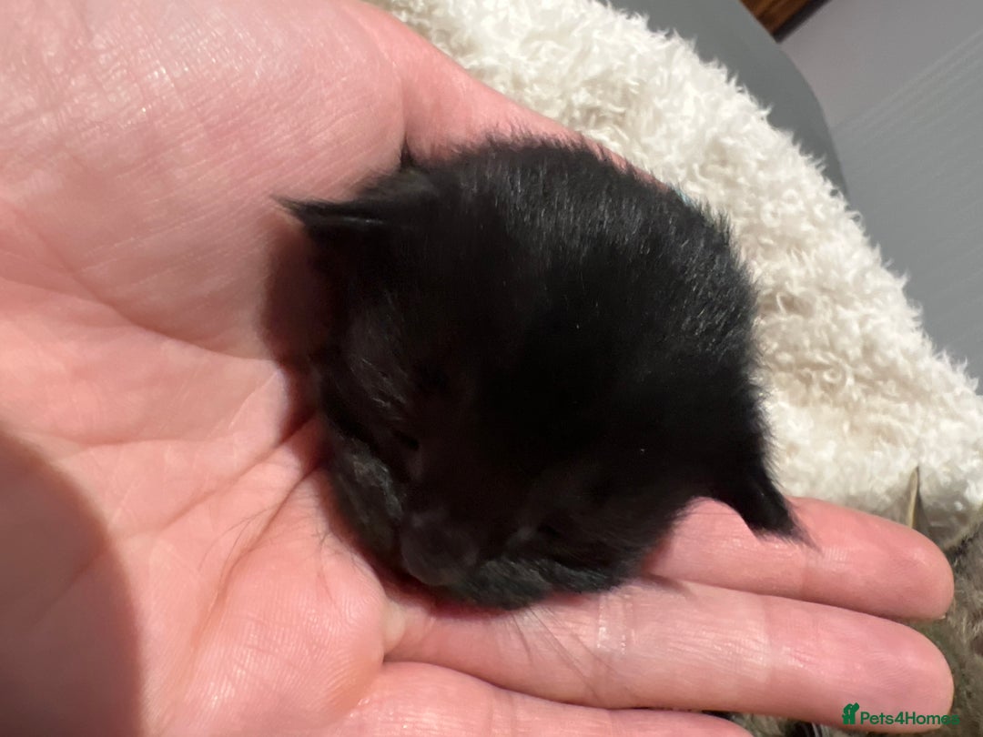 Mixed Breed cats for sale: Beautiful kittens for sale  - Image 8