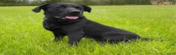 Labrador Retriever dogs for stud: Fully Health Tested Stunning Black Labrador Stud in Tewkesbury - Advert 7