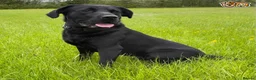 Labrador Retriever dogs for stud: Fully Health Tested Stunning Black Labrador Stud in Tewkesbury - Advert 7