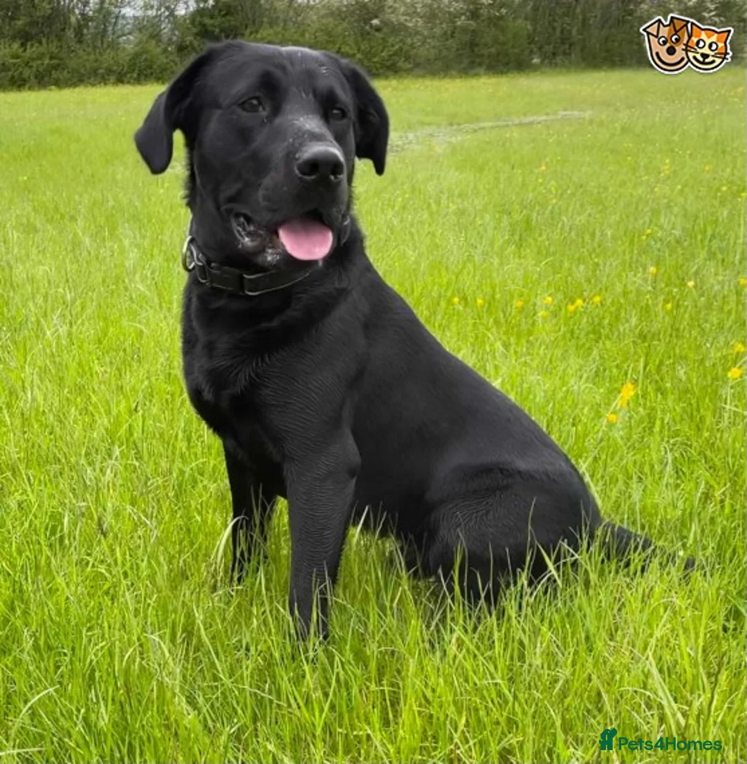 Labrador Retriever dogs for stud: Fully Health Tested Stunning Black Labrador Stud in Tewkesbury - Advert 7
