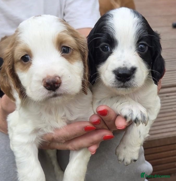 Cocker Spaniel dogs Beautiful KC Reg Working Cocker Spaniels Puppies - Advert 2