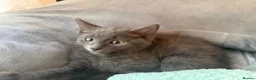 Mixed Breed cats for sale: russian blue mix breed - Advert 11