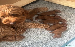 Cockapoo dogs for sale: Beautiful deep red f1b cockapoos  - Image 15