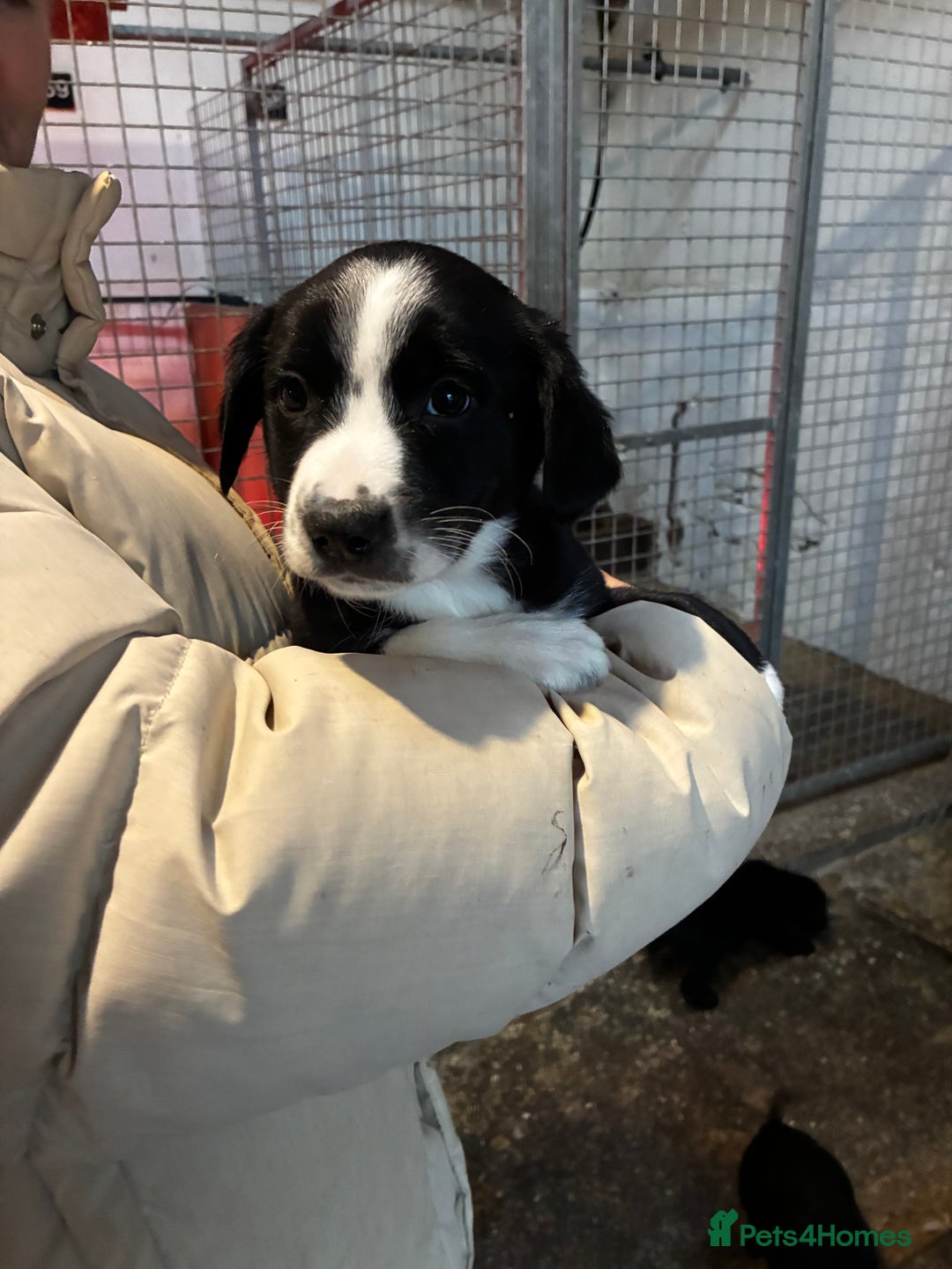 Sprollie dogs for sale: Sprollie pups - Advert 2