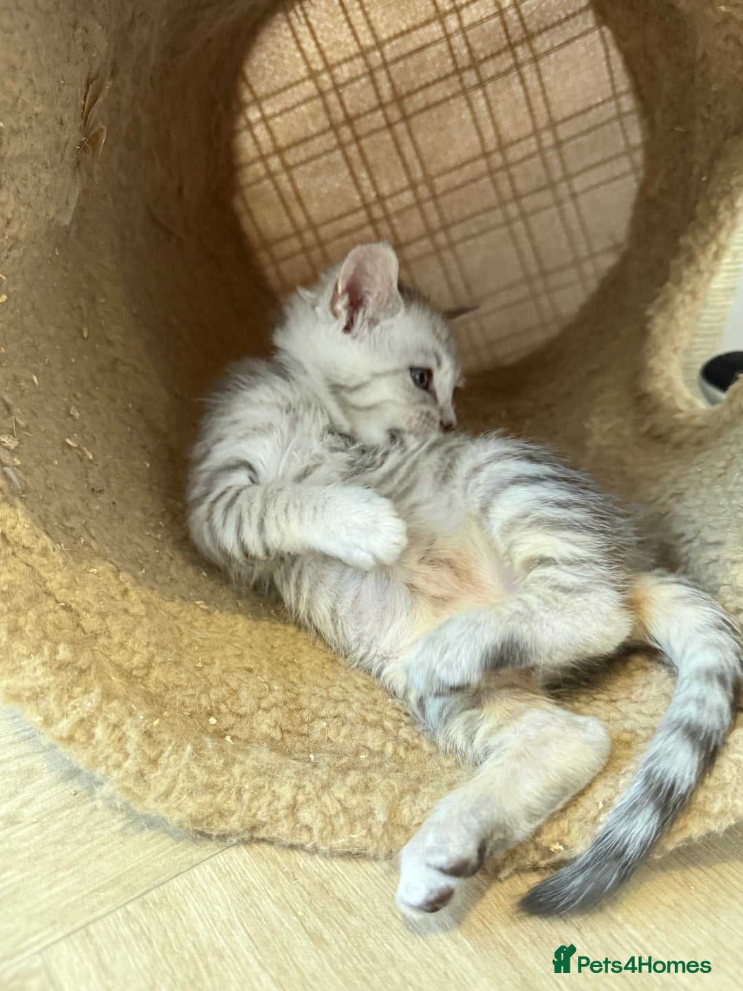 Maine Coon cats for sale: Maine Coon x Savannah Kittens - Advert 13