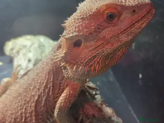 Bearded Dragon reptiles Male bearded dragon - Advert 6