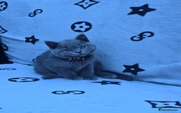 British Shorthair cats for sale: GCCF BSH Kittens pet homes only  - Image 2