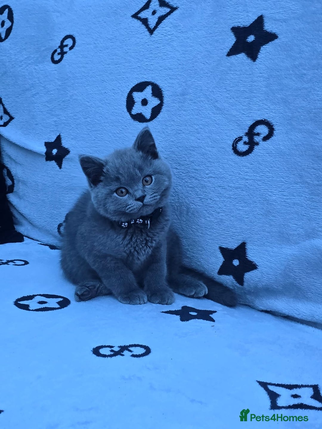 British Shorthair cats for sale: GCCF BSH Kittens pet homes only  - Image 2