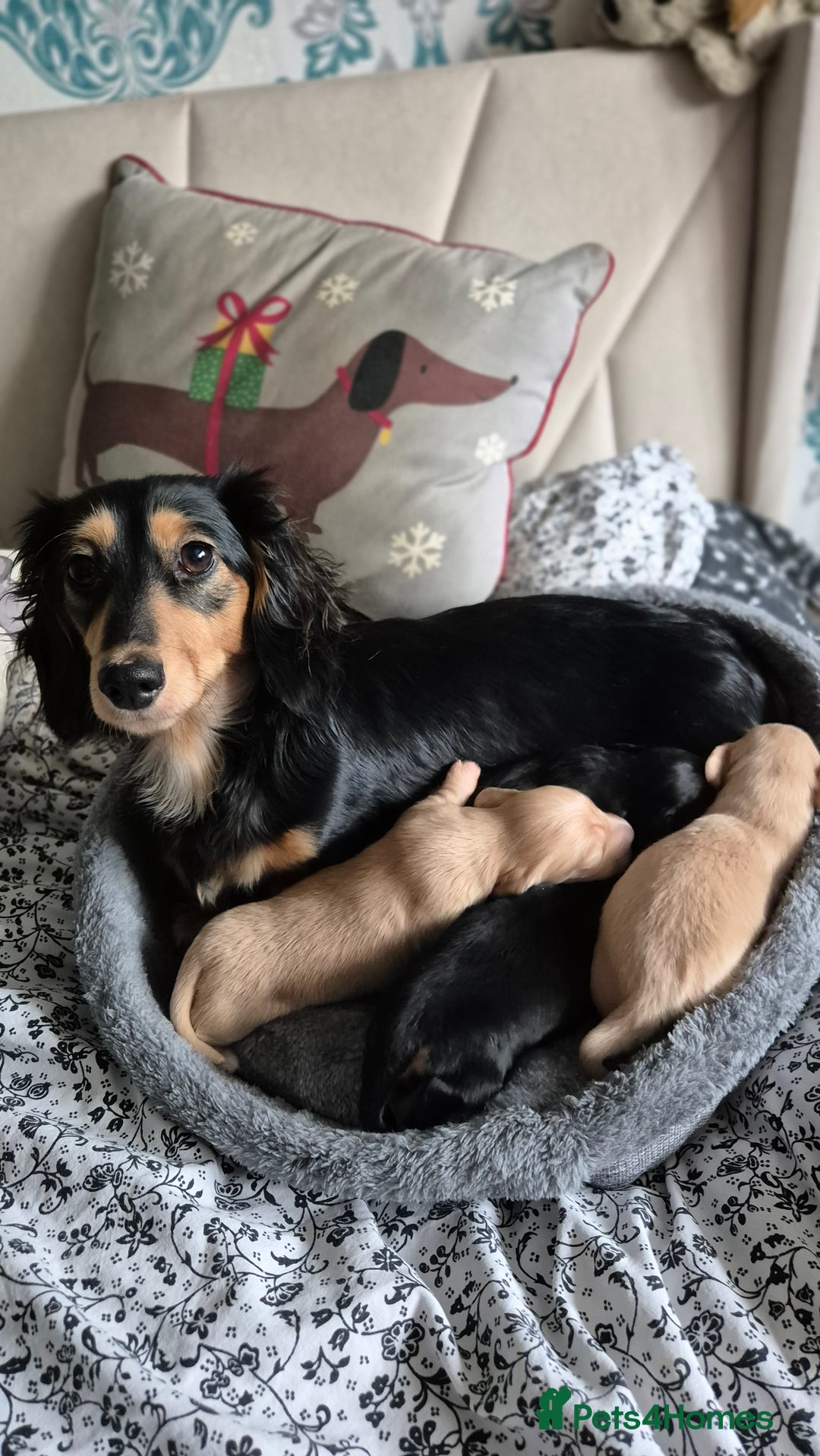 Miniature Dachshund dogs for sale: Long Haired Miniature Dachshund Pups - Advert 8