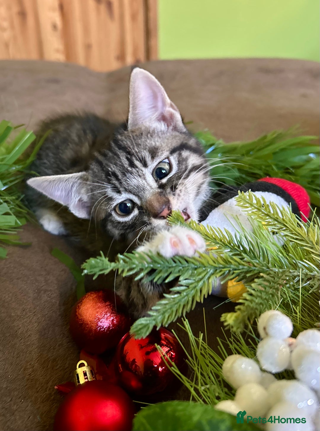 Mixed Breed cats for sale: Kittens from half Siamese mum - Advert 27