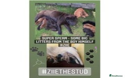 Shar Pei dogs for stud: EXPERIENCED LICAC DILUTE STUD **WELL PROVEN** in Wetherby - Image 12