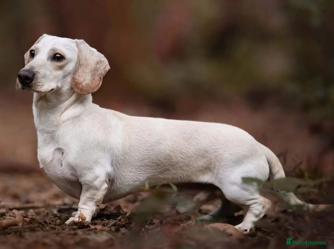 Miniature Dachshund dogs for sale: ⭐️⭐️⭐️⭐️⭐️ CREAM INTENSITY MINIDACHSHUND KCREG🐾❤️ - Advert 17