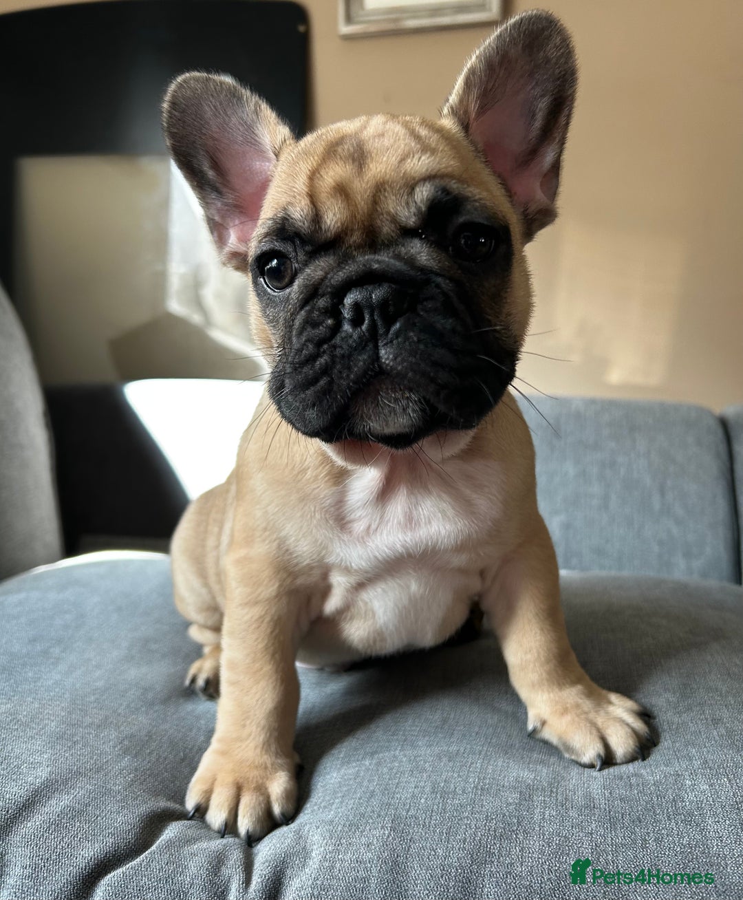 French Bulldog dogs for sale: KC, standard colours French Bulldog puppies🐾 - Image 13
