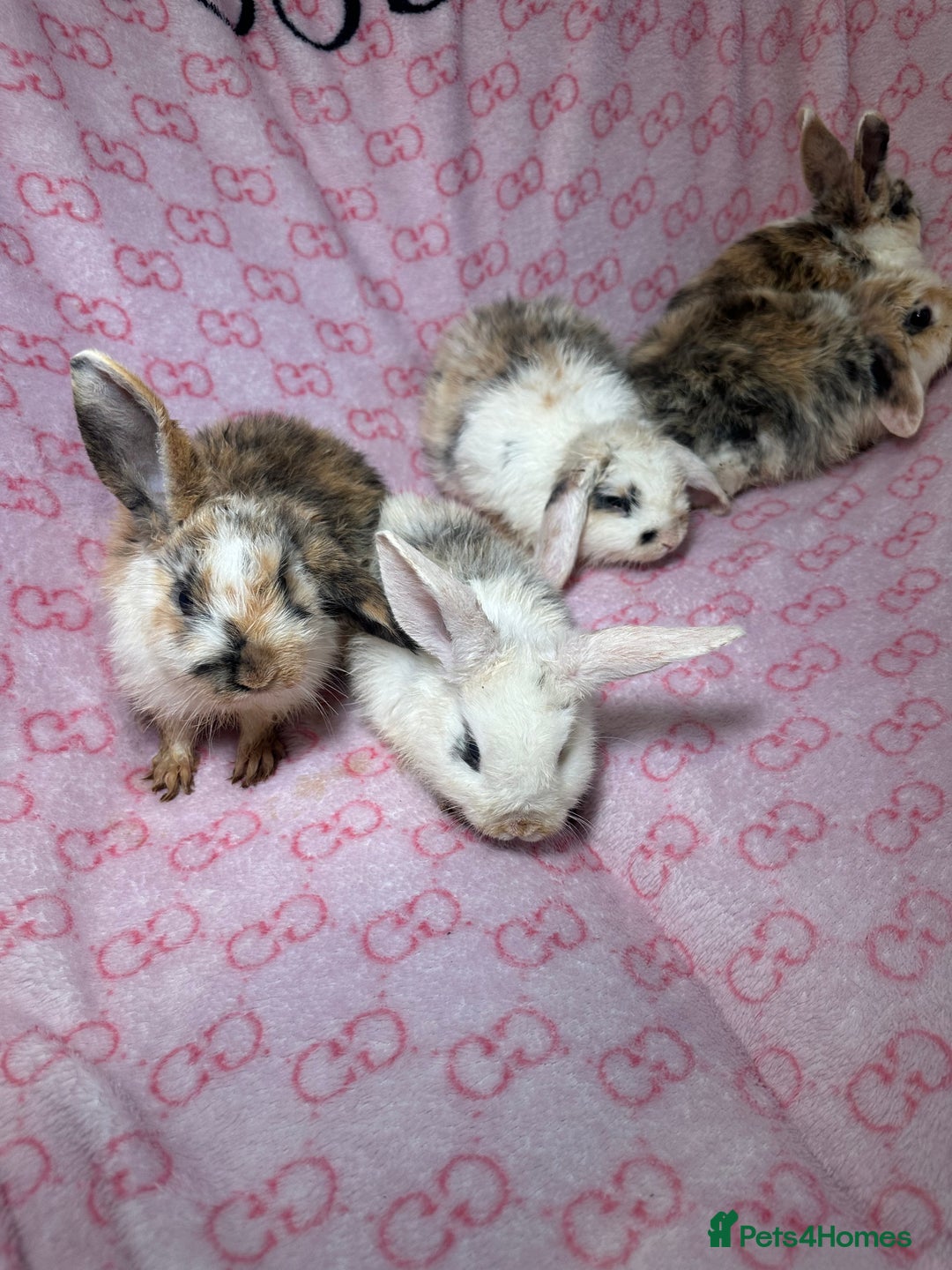 English Lop rabbits for sale: Beautiful rabbits for sale 07840003253  - Image 2