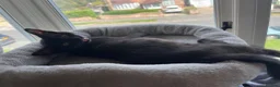 Domestic Shorthair cats for sale: Solid black kitten for sale in Bexhill-on-Sea - Advert 4