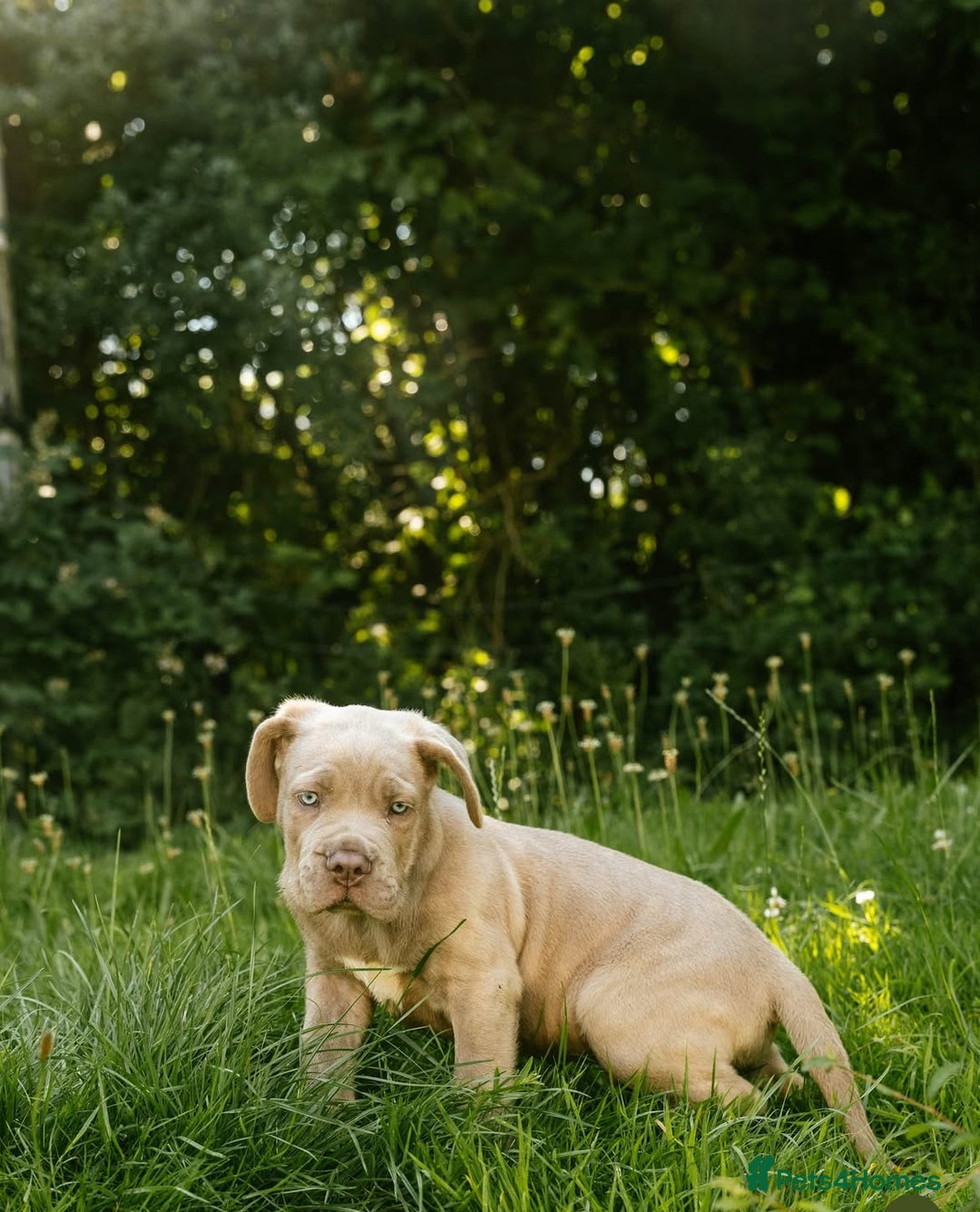 Mastiff dogs for sale: Mastiff pups  - Image 7