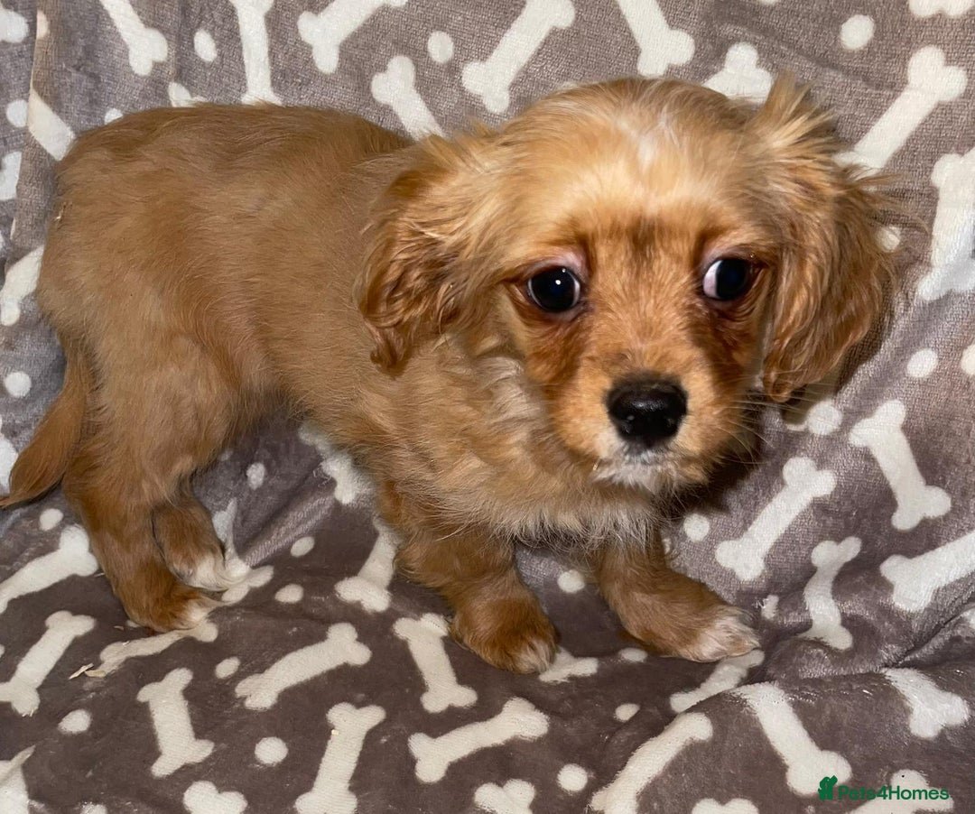 Cavapoo dogs for sale: Cavapoo puppies  - Advert 2