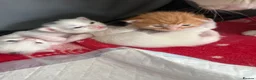 Turkish Angora cats for sale: 3 Adorable Kittens - Advert 8