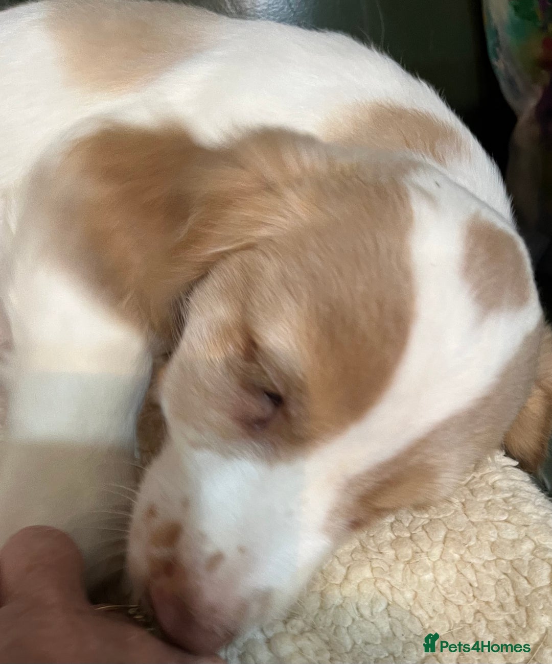 Cocker Spaniel dogs for sale: Working Cocker Spaniels - Image 11