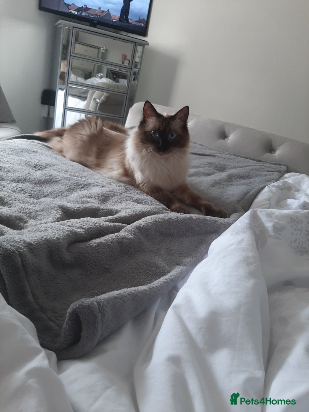 Ragdoll cats for sale: Billy - Image 3