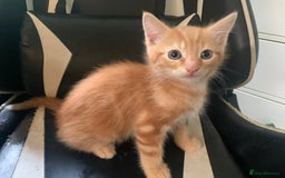 Mixed Breed cats for sale: Five Gorgeous Kittens available now ! - Image 11