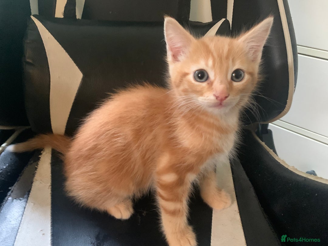 Mixed Breed cats for sale: Five Gorgeous Kittens available now ! - Image 11