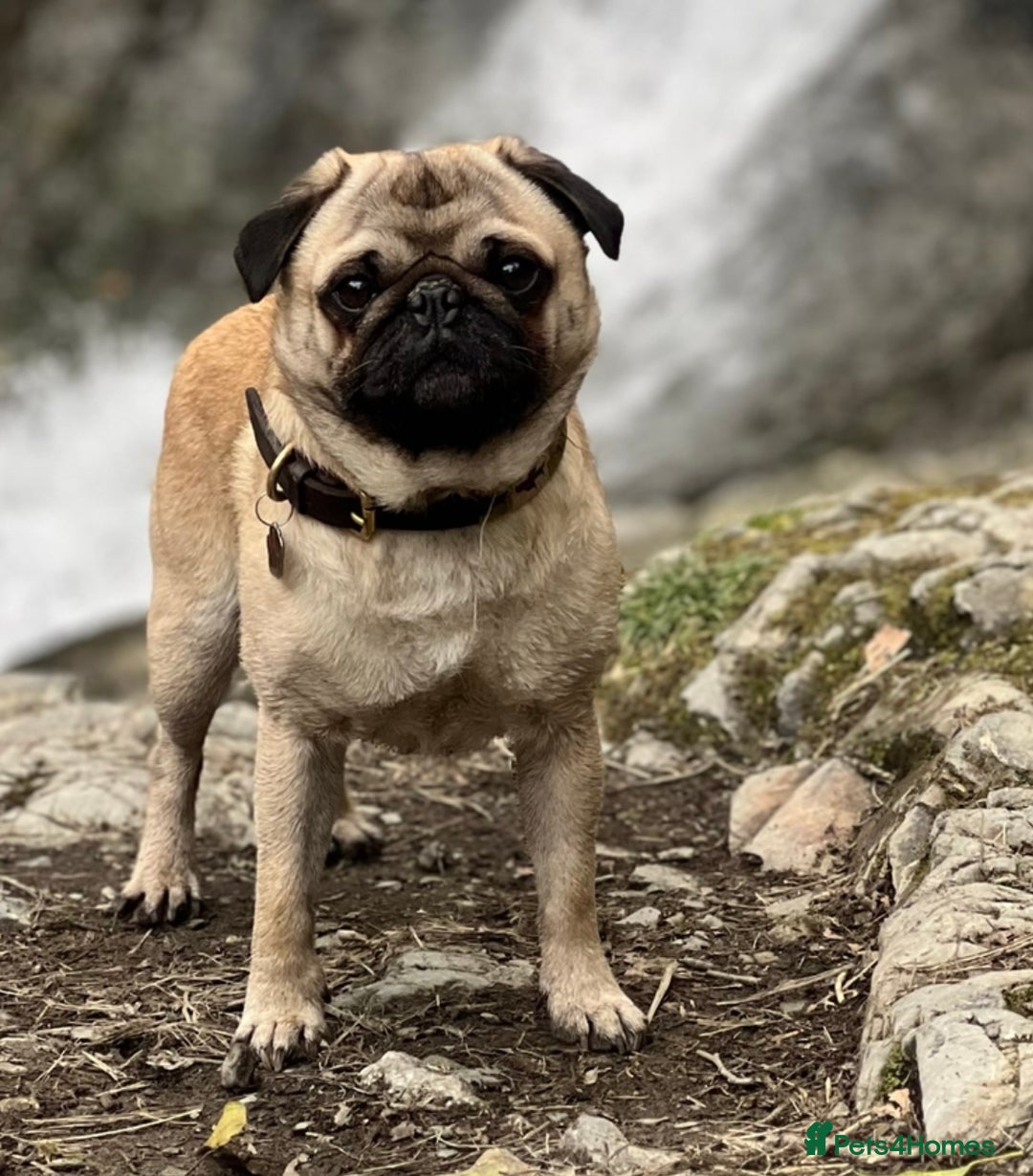 Pug dogs for stud: Brian the ultimate pug for stud only  - Image 9