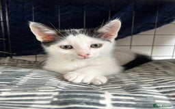 British Shorthair cats for sale: 2 boys 2 girls - Image 9