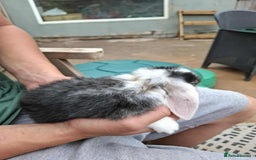 Mini Lop rabbits for sale: Mini lop bunnies  - Image 12