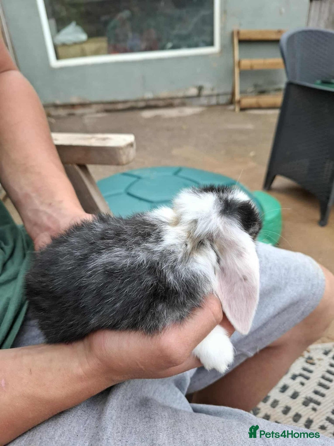 Mini Lop rabbits for sale: Mini lop bunnies  - Image 12