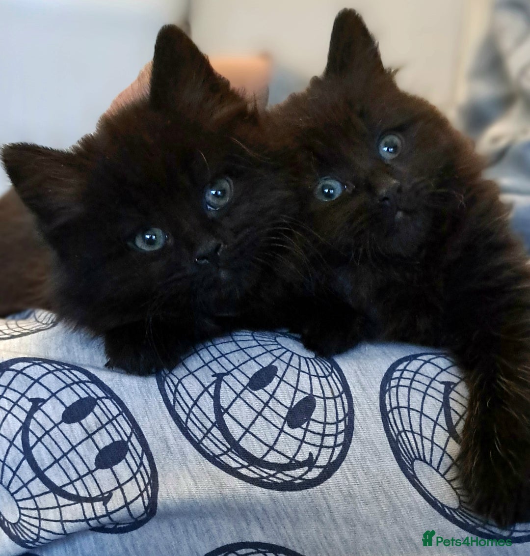 Mixed Breed cats for sale: Gorgeous Cross Kittens 🌟 - Advert 19