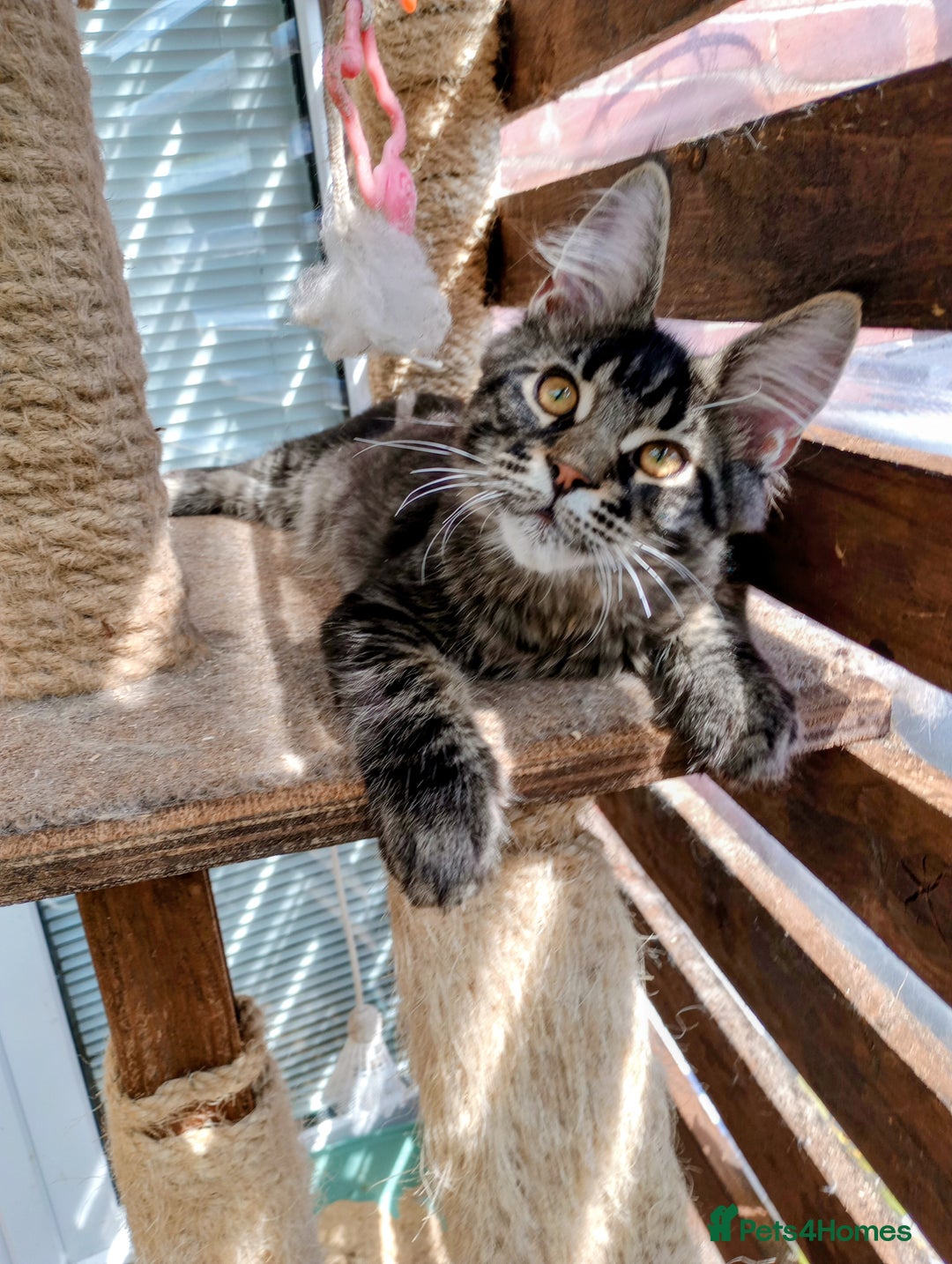 Maine Coon cats for sale: Maine coon purebred Xl - Image 22
