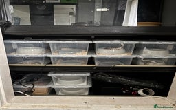 Python Snake reptiles for sale: 11 BALL PYTHONS AND STACK - Image 1