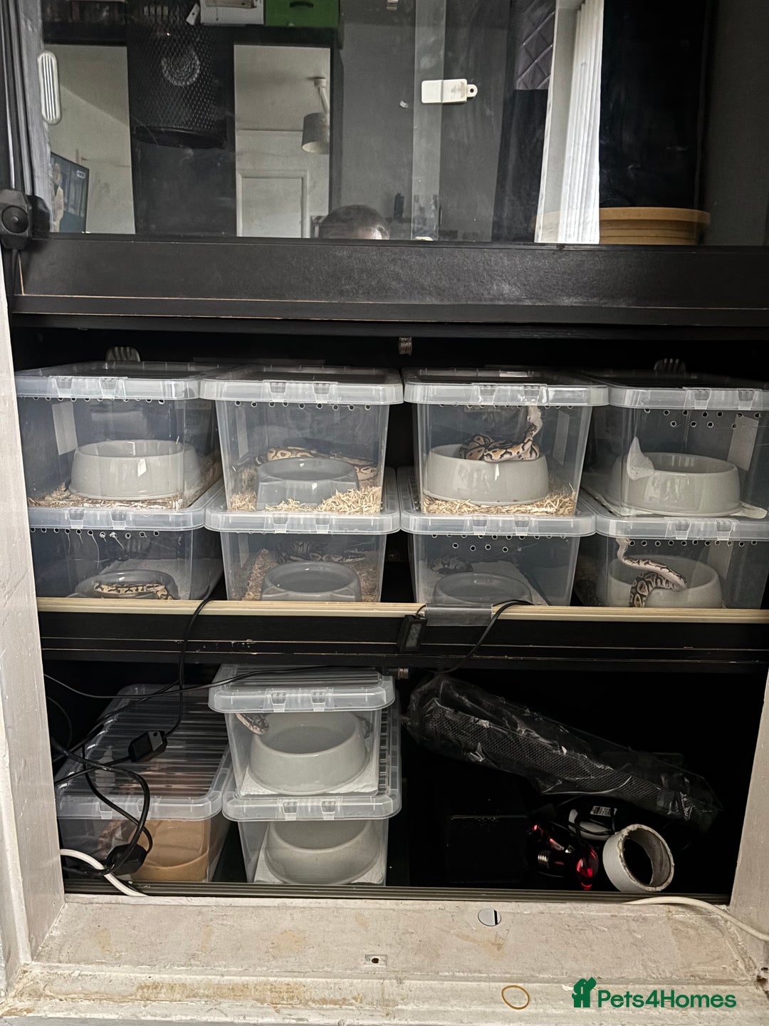 Python Snake reptiles for sale: 11 BALL PYTHONS AND STACK - Image 1