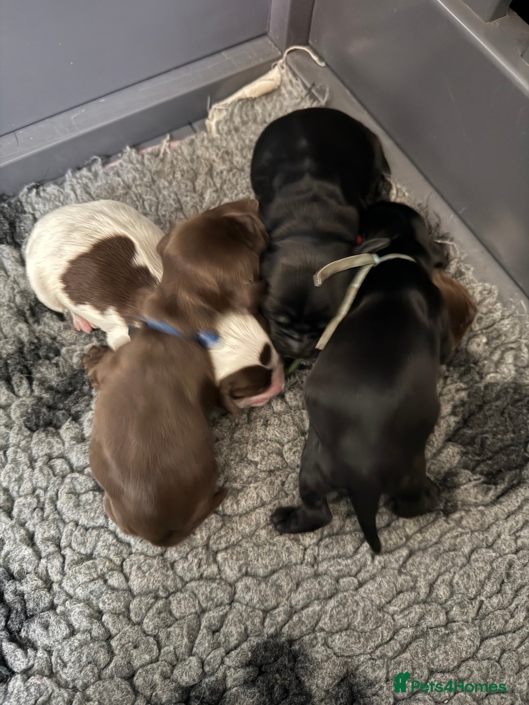 Cocker Spaniel dogs for sale: Show type cocker spaniel pups  - Advert 6