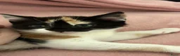 Mixed Breed cats for sale: Kittens in Telford - Advert 4