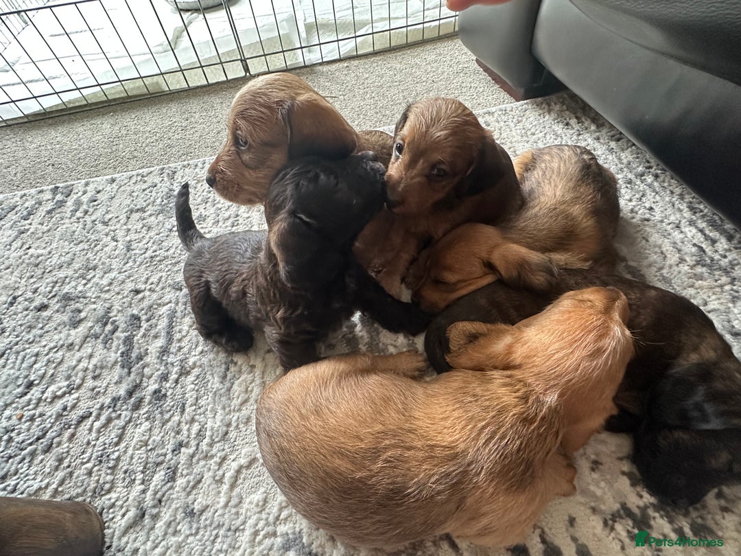 Mixed Breed dogs for sale: Doxiepoo puppys, Dachshund, Poodle - Image 7