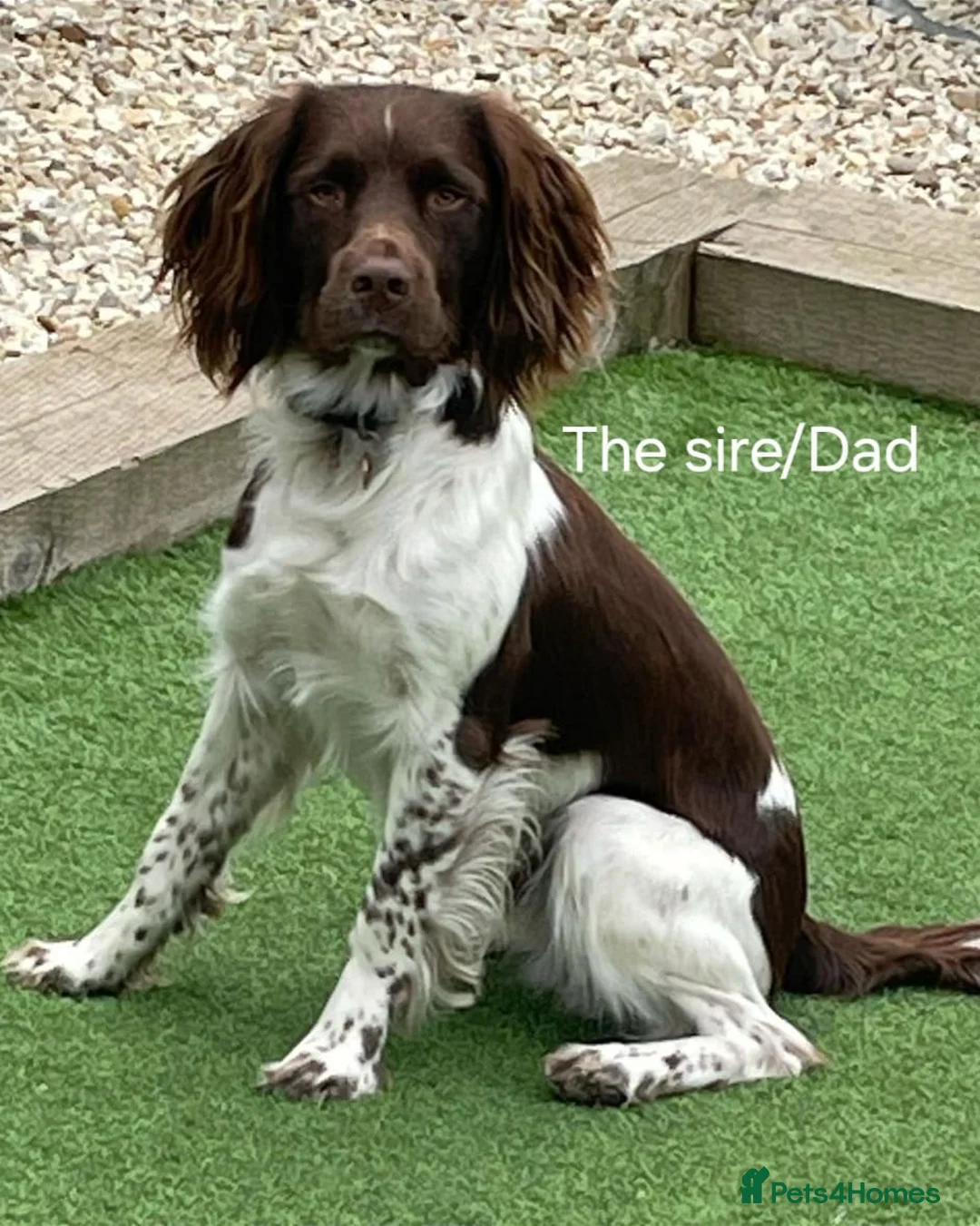 Sprocker dogs for sale: Beautiful Sproker puppies  in Lincoln - Advert 8