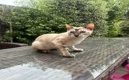 Bengal cats for sale: Bengal kitten (Tica Registered) - Image 6