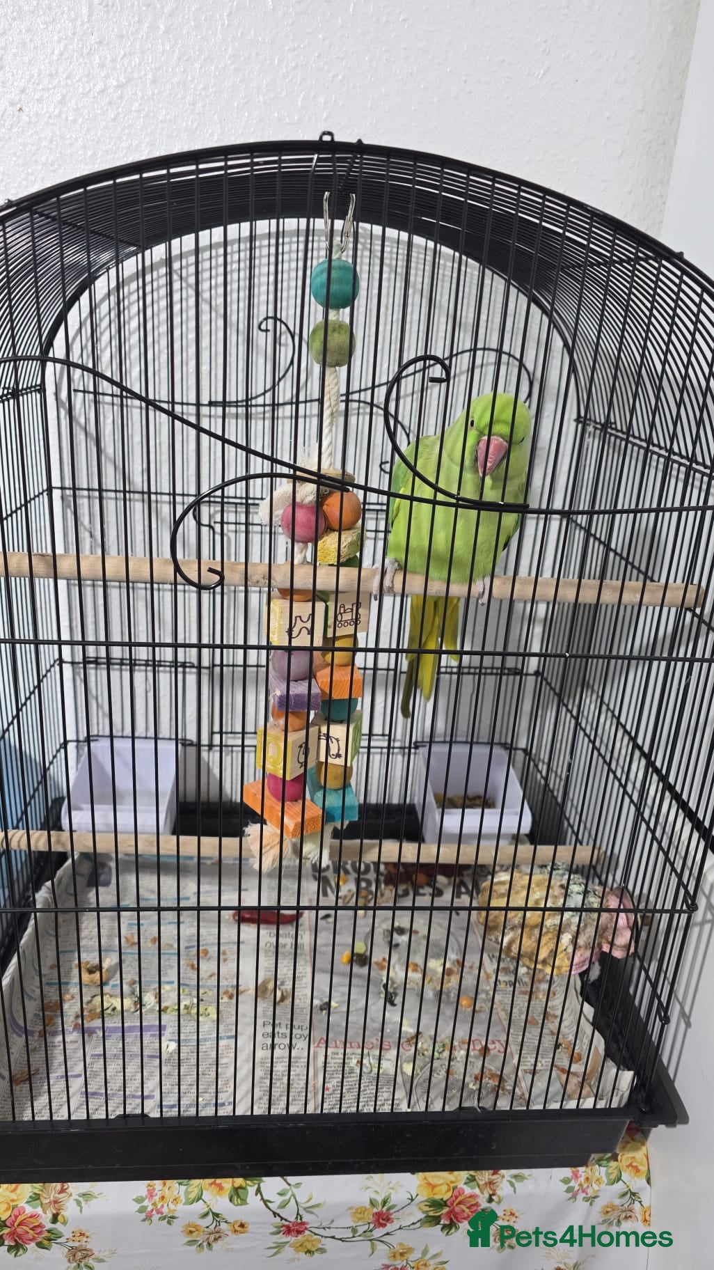 Parrots birds Indian ring neck in London - Advert 2